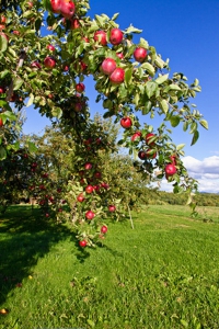Obstbaumschnitt